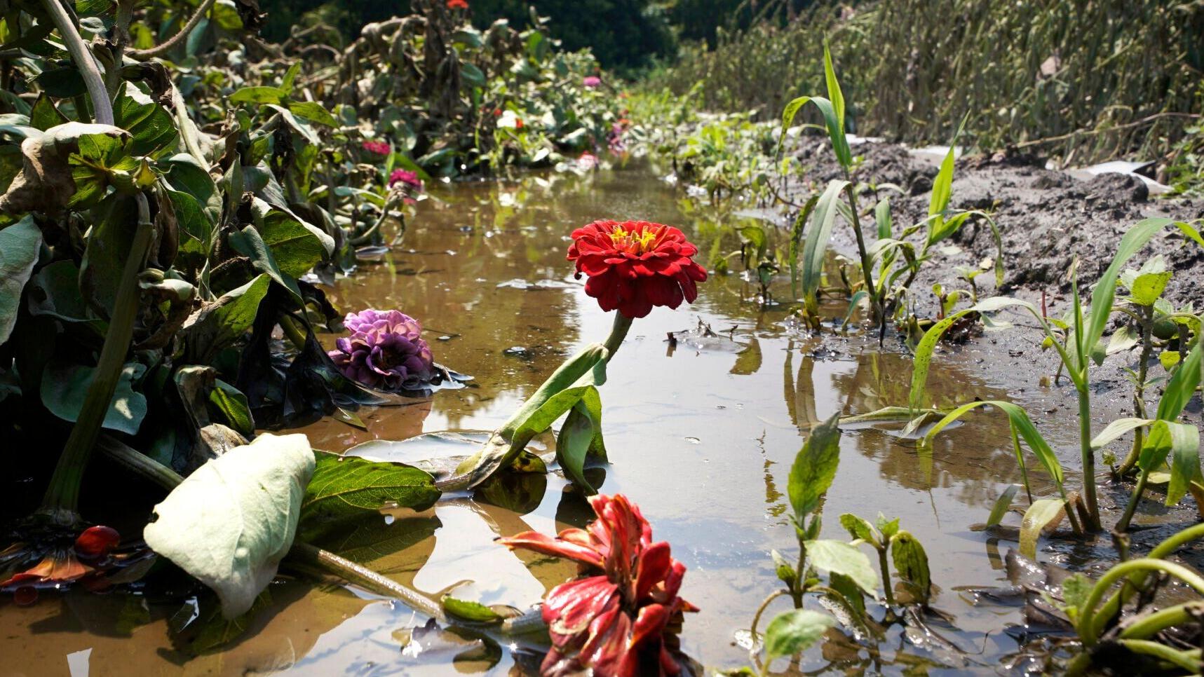 Where flooding has become more frequent, here's how gardeners can respond